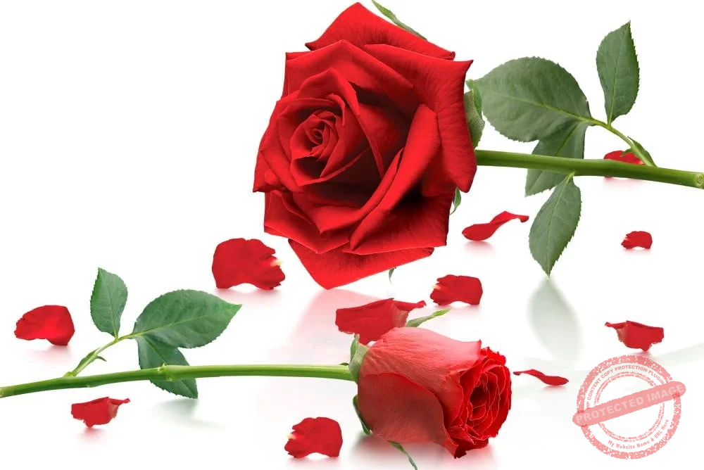 гадаене на листа от рози