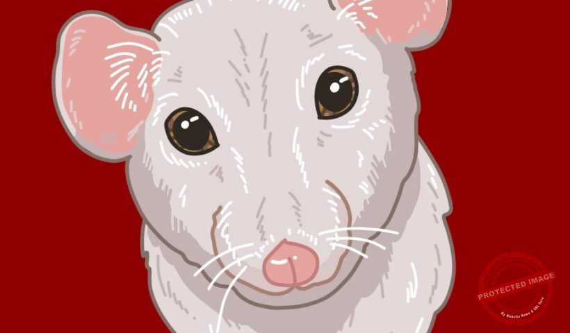 Китайски хороскоп-Плъх