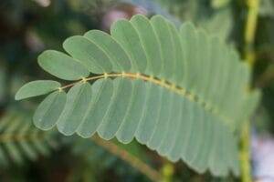 Гадаене на акациеви листа