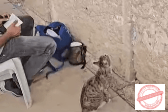 Чудото на вярата: Котка се моли на Стената на плача в Ерусалим