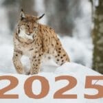 Зороастрийски хороскоп за 2025 година