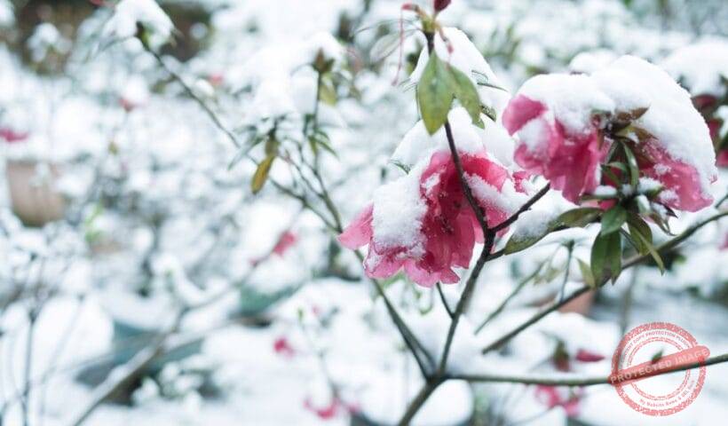 Сняг през пролета: Снегът като знак, не като бедствие