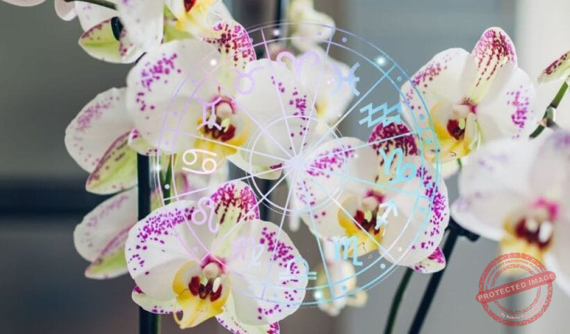 зодии, зодия, хороскоп, хороскопи